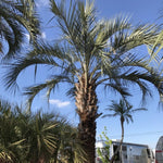 Live Palm Tree Plant in 3 Gallon Pot, No CA, Large Fully Rooted Size, Ready to Plant for Home Décor Indoor Outdoor Landscape, Rare Palm Trees, Jelly Palm