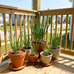 Set 5 Walking Onion Plants, Egyptian Onion Plants, Perennial Garden Herb