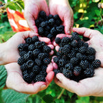 Arapaho BlackBerry Plants Live Starter Size, BlackBerry Bushes Cold Hardy for Planting Outdoor, Fast-Growing