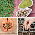 Pack of 50 Moringa Seeds, Moringa Oleifera Drumstick Tree Seeds for Growing, Vegetable Garden Seeds for Growing