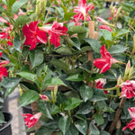 Mandevilla Live Plant Vine, Climbing Mandevilla Vine Plants Live, 5 to 7 Inches Tall Garden Vine Plant