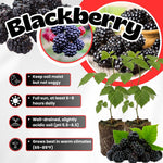 Pack 2 Thornless BlackBerry Plants Live, 4-8 Inch Tall, BlackBerry Bush Live Plant, Sweet Blackberries Fruit Indoor Outdoor (Osage BlackBerry)