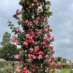 Starter Climbing Roses Live Plants, Rose Bushes Ready to Planting, No Pot, Cut Back, Well Rooted, 6-8 Months Old (Fourth of July)