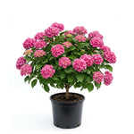 Pink Hydrangea Bush Live Plant, Live Flowering Shrub, 1-1.5 Ft Tall