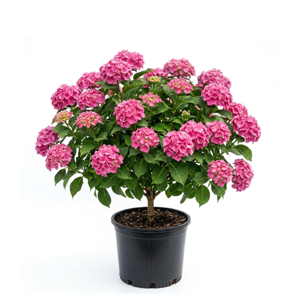 Pink Hydrangea Bush Live Plant, Live Flowering Shrub, 1-1.5 Ft Tall