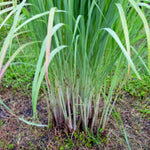 3 Lemon Grass Live Plant, Lemongrass Plants for Outside Planting 4 to 6 Inc Tall