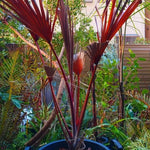 Live Palm Tree Plant in 3 Gallon Pot, No CA, Large Fully Rooted Size, Ready to Plant for Home Décor Indoor Outdoor Landscape, Rare Palm Trees, Latan Palm
