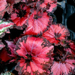Begonia Plant Live, Colorful Begonia Plants 4-8 Inches, Decorative Houseplant for Indoor Outdoor Gardens and Containers (Red Foliage)