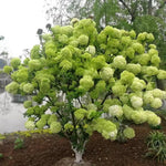 Hydrangea Plant Live Tree, Light Green Color Bloom, 5-10" Well-Rooted Hydrangea Shrub Bush for House Planting Outdoor, Dormant