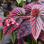 Begonia Plant Live, Colorful Begonia Plants 4-8 Inches, Decorative Houseplant for Indoor Outdoor Gardens and Containers (Red Green Foliage)