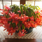 Live Orange Christmas Cactus Live Plant 4–6 Inches Tall, Winter Blooming False Thanksgiving Cactus Well Rooted, Flowering Houseplant for Home and Office