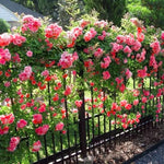Fragrant Climbing Rose Live Plant, Well Rooted 5-9" Tall, No Leaf, Indoor Outdoor Climber, Rose Bush, Hybrid Tea Rose Like (Fourth of July)