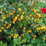 Live Kumquat Tree, 2-3Ft Tall Fruit Plant in 1 Gallon Pot, Edible Kumquat Citrus Fruit Tree for Patio and Garden Growing
