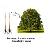 2 Chestnut Trees Bare Roots 2–3 Feet, Hardy Nut Tree Starter, Outdoor Orchard and Landscape Tree