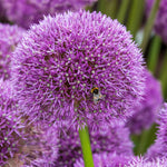 6 Allium Bulbs for Planting, Allium Gladiator Bulbs, Purple Blooming Onion Flowering Perennial for Spring and Summer Garden