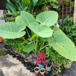 Live Vietnamese Taro Plant, 3-6" Tall, Taro Plant 4" Pot, Tropical Alocasia Live Plant for Indoor Outdoor Gardens