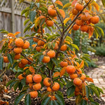 Persimmon Tree Seedling, 1-2 Ft Tall