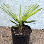 Palm Tree Live Plant, Fully Rooted in 3 Gallon Pot, Rare Tropical Plant Live for Indoor or Outdoor Growing, Silver Blue