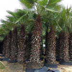 Live Palm Tree Plant in 3 Gallon Pot, No CA, Large Fully Rooted Size, Ready to Plant for Home Décor Indoor Outdoor Landscape, Rare Palm Trees, Umbraculifera Palm