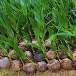 Sprouted Yellow Coconut Plant Tree, 6 to 8 Inc Long, Coconut Tree Live Plant