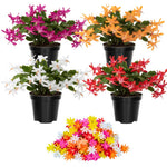 Live Random Christmas Cactus Live Plant 4–6 Inches Tall, Winter Blooming False Thanksgiving Cactus Well Rooted, Flowering Houseplant for Home and Office
