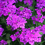 Set 2 Verbena Live Plants, Perennial Verbena Flowers, Long-Lasting, Hardy Flowering Plant for Planting (Purple)