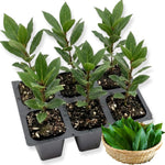 Laurus Nobilis Live Plant, Bay Leaf Tree, Fragrant, Bare Root, 4 to 7 Inc Well-Rooted, Bay Laurel Sweet Bay Live Plant for Planting