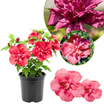 1 Rose of Sharon Plant Live, in Pot, Althea Hibiscus Syriacus Flowers 6 to 14 Inch Tall (Red Rose of Sharon)