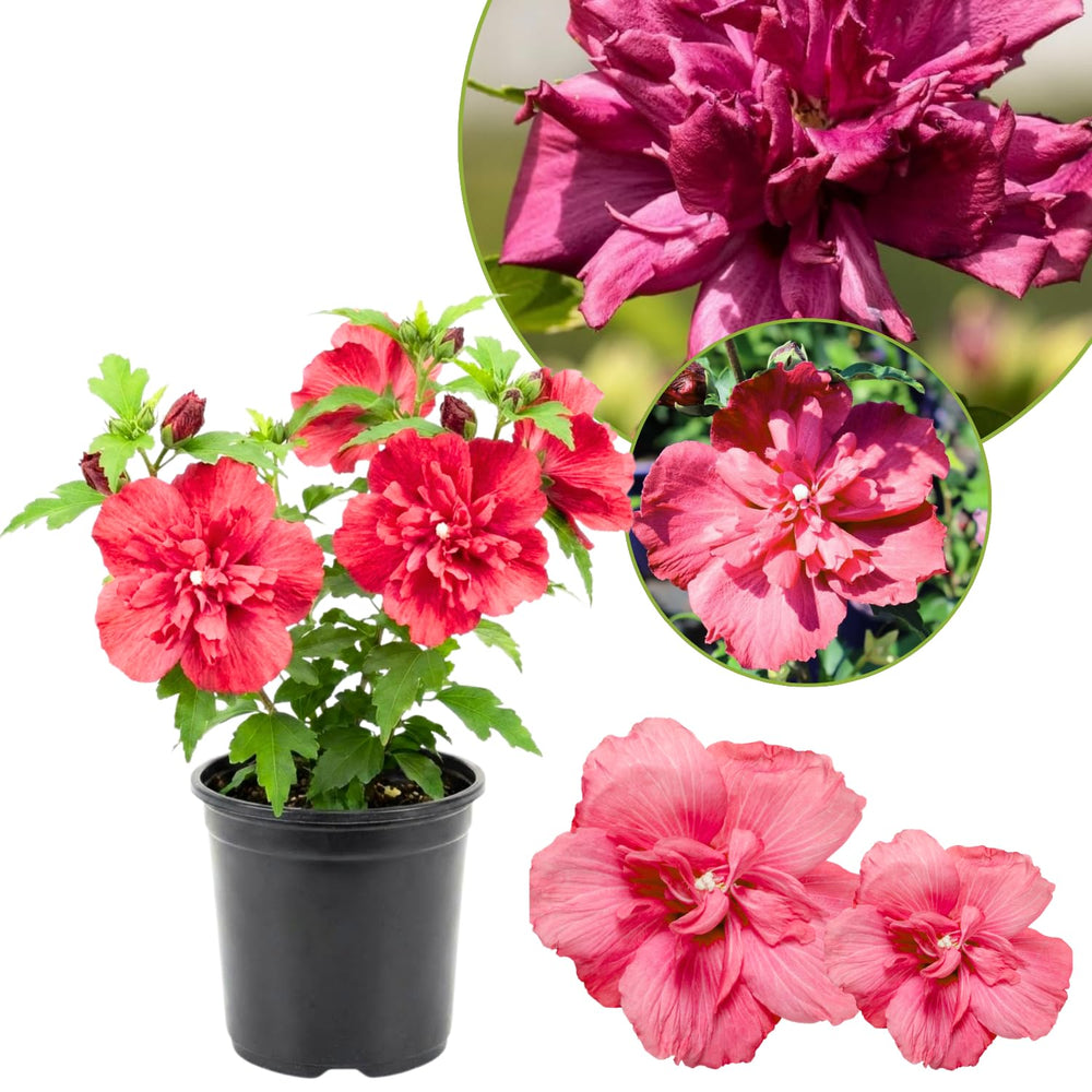 1 Rose of Sharon Plant Live, in Pot, Althea Hibiscus Syriacus Flowers 6 to 14 Inch Tall (Red Rose of Sharon)