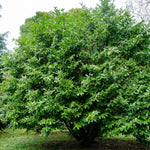 Set of 4 Cherry Laurel Seedlings, 1-2 Feet Tall Bare Roots, Cold Hardy Trees for Outdoor Planting, No Leaves, Dormant