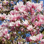 Set of 2 Magnolia Trees Live, 8-12 Inches Tall Cuttings Hardy Fragrant Flowering Magnolia Plants for Outdoor Garden (Saucer Magnolia)