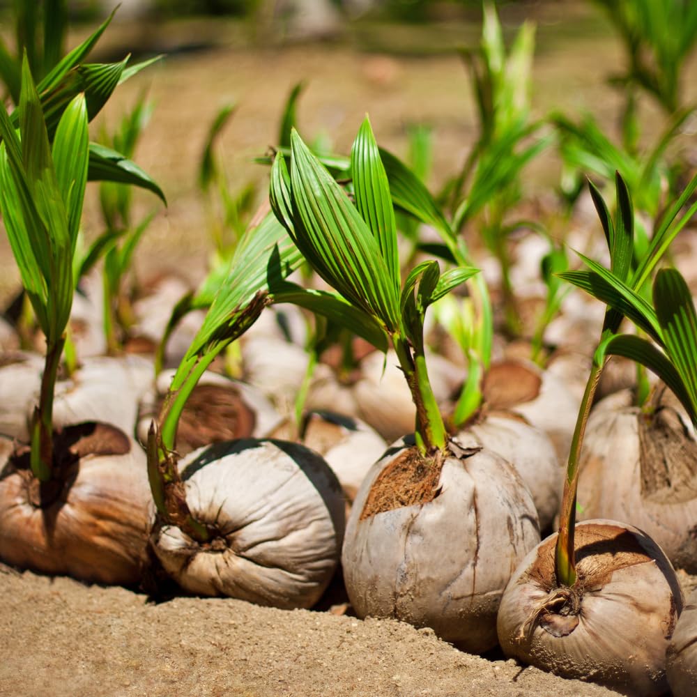 Green Coconut Tree Live, Sweet Edible Fruit for Outdoor Gardening, Live Sprouted Coconut from 6 to 8 Inch Tall, Ready for Planting in Zones 10-11