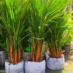 Live Palm Tree Plant in 3 Gallon Pot, No CA, Large Fully Rooted Size, Ready to Plant for Home Décor Indoor Outdoor Landscape, Rare Palm Trees, Red Crownshaft Palm