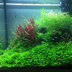 300 Aquarium Water Grass Seeds - Water Grass Ground Covering Seeds Plants for Landscaping and Aquarium Decoration