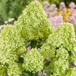 Hydrangea Plant Live Tree, Lime Color Bloom, 5-10" Well-Rooted Hydrangea Shrub Bush for House Planting Outdoor, Dormant