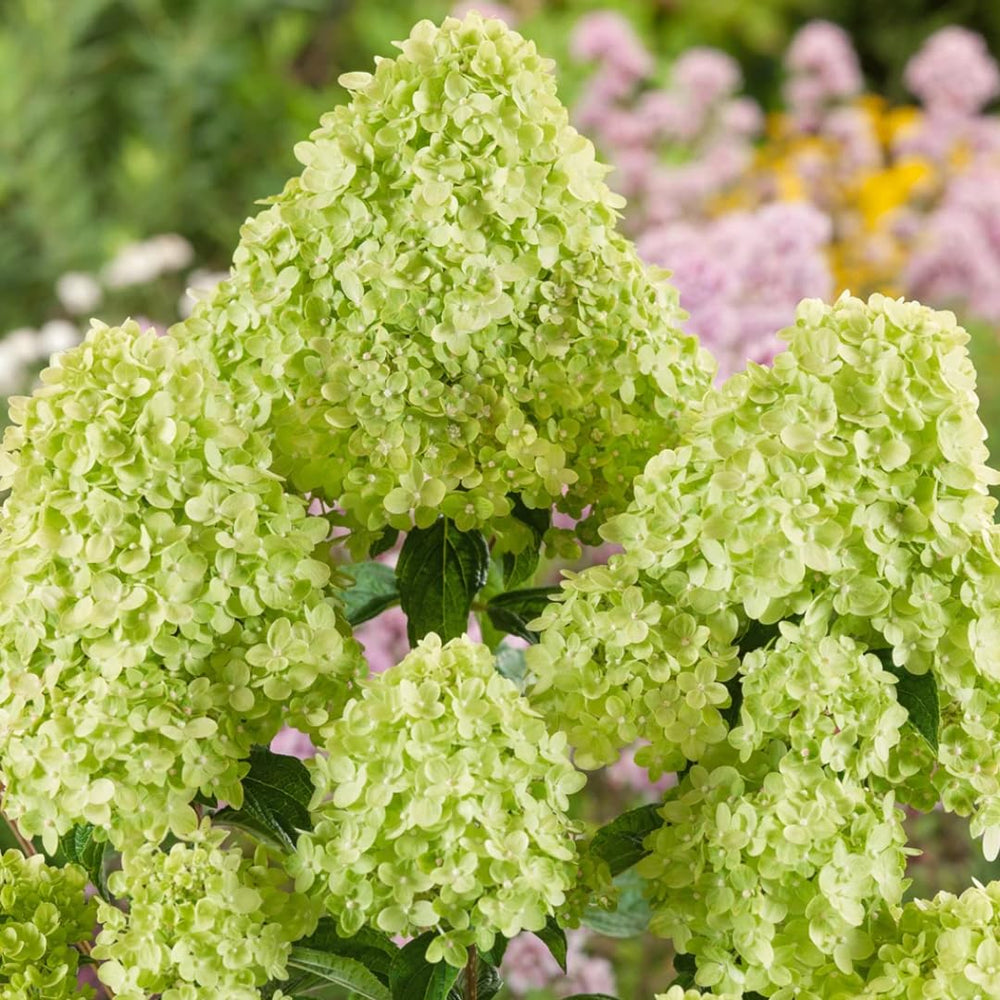 Hydrangea Plant Live Tree, Lime Color Bloom, 5-10" Well-Rooted Hydrangea Shrub Bush for House Planting Outdoor, Dormant