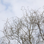 2 Willow Tree Seedlings 6-12'' Tall, Dormant, Bare Roots, Hardy Ornamental Tree for Garden Planting (Rare Willow Bare Roots)