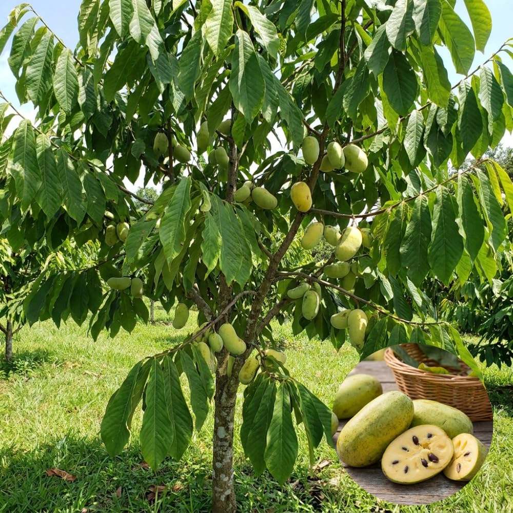 Pawpaw Live Plant, Pawpaw Fruit Tree, 1-2 Ft Tall