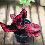 Live Begonia Plant, Indoor Flowering Houseplant, 4-8 Inches Tall, for Indoor or Outdoor Gardens (Red Foliage)