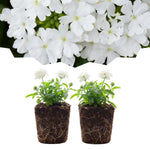 Set 2 Verbena Live Plants, Perennial Verbena Flowers, Long-Lasting, Hardy Flowering Plant for Planting (White)