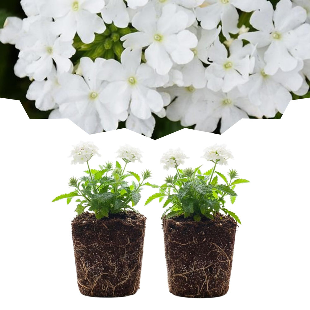 Set 2 Verbena Live Plants, Perennial Verbena Flowers, Long-Lasting, Hardy Flowering Plant for Planting (White)