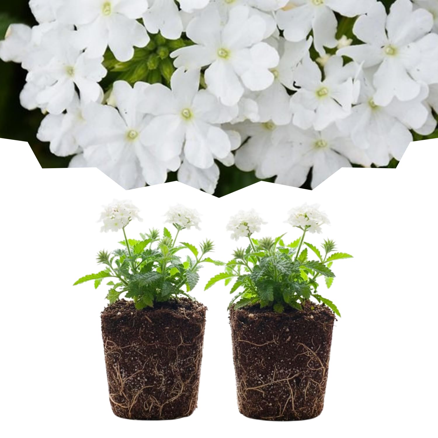 Set 2 Verbena Live Plants, Perennial Verbena Flowers, Long-Lasting, Hardy Flowering Plant for Planting (White)