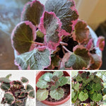 Strawberry Begonia Plant Live, Saxifraga Tricolor Plant, Begonia Live Plant, Variegated Foliage Perennial, 3.25 Inches Pot for Growing