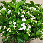 2 Arabian Jasmine Plant Live, Jasmine Flower Plants Fragrant Perennial Vine Garden, 4-7'' Tall