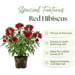 Red Hibiscus Plant for Outdoor Planting, Hardy Hibiscus Flowers Colorful Blooms, Hibiscus Plant for Grow, 5-7'' Tall