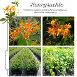 2 Coral Honeysuckle Plants Live for Planting, Fragrant Honeysuckle Vine Live Plants, 5-9" Tall, Hardy Perennial Climbing Vine