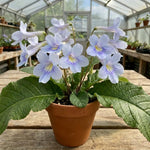 Blue Ice Streptocarpus Lady Slipper Plants in 3.25 Inch Pot, Live Flowering Houseplant for Patio, Containers and Indoor Gardening
