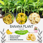 Banana Plant Live, Sweetheart Banana Tree Live Plant, Hardy Banana Fruit Seedling 4 to 8 Inch Tall, Indoor Outdoor