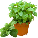 Set 3 Random Mint Plants Live, Indoor Outdoor Herbs Mixed Plants, Well-Rooted and Cold Hardy for Spring Garden