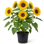 Live Yellow Sunflower Plant - 4-6" Tall Seedling in 4 Inch Pot